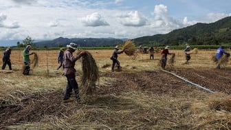 Farmers cover garlic beds with straw in a field near the Kok River, where they irrigate the crops with groundwater instead of the Kok's water, amid increased rare earth and gold mining at the river’s source in Myanmar, where unregulated operations may release toxic chemicals, according to the Stimson Center report. Image credit: Reuters 