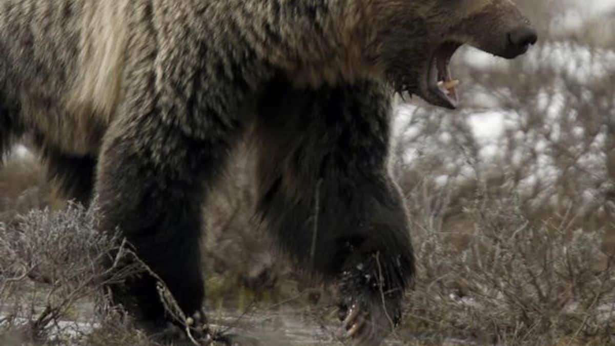 Canada intensifies hunt for grizzly bear after mass attack on schoolchildren in Bella Coola