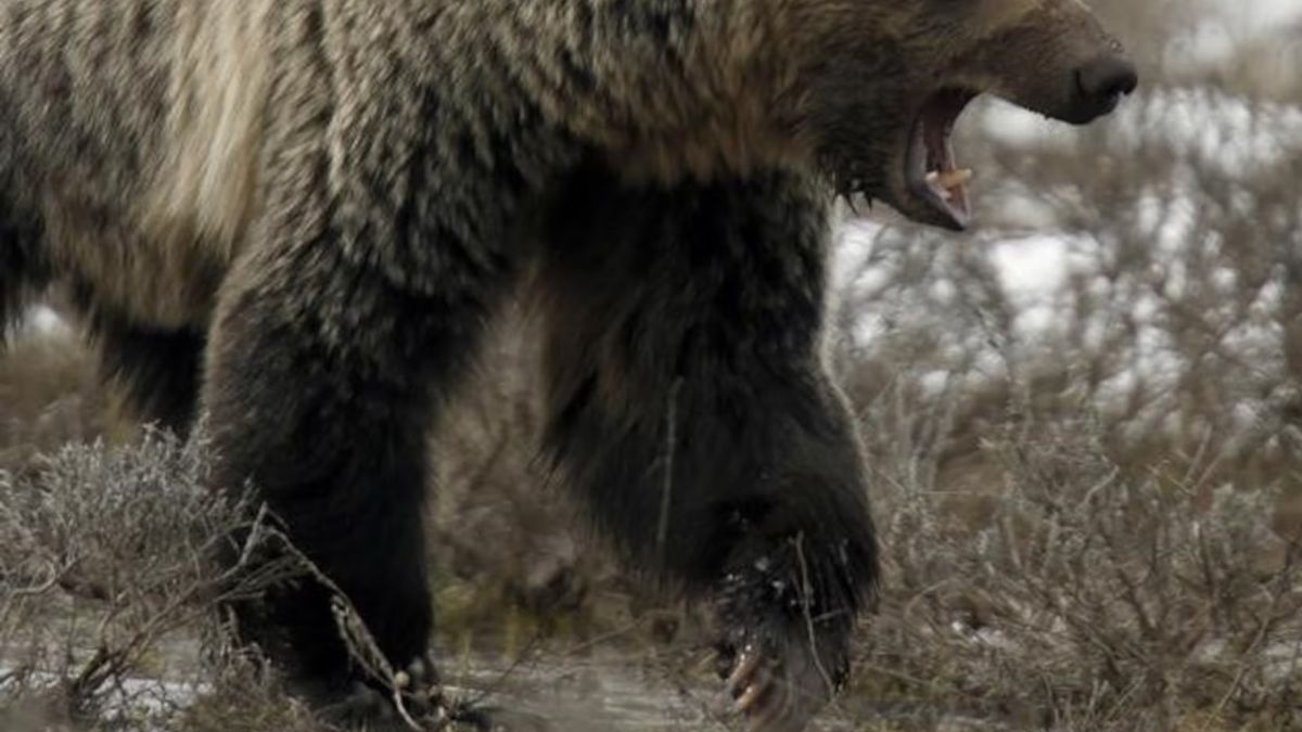 Canada intensifies hunt for grizzly bear after mass attack on schoolchildren in Bella Coola Canada intensifies hunt for grizzly bear after mass attack on schoolchildren in Bella Coola
