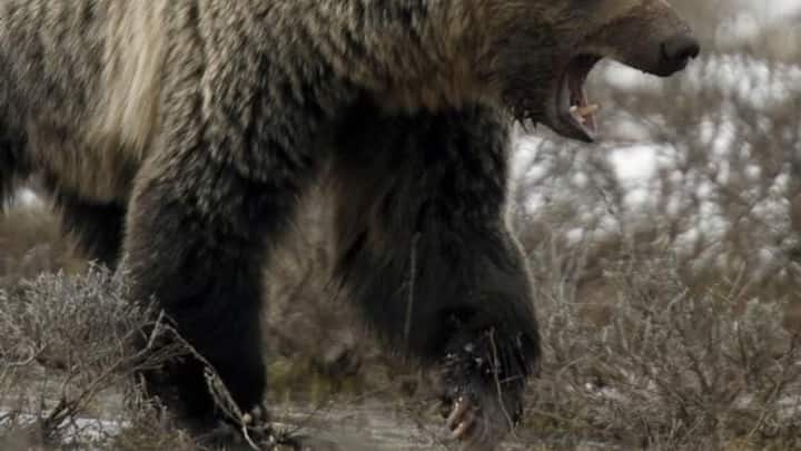 Canada intensifies hunt for grizzly bear after mass attack on schoolchildren in Bella Coola