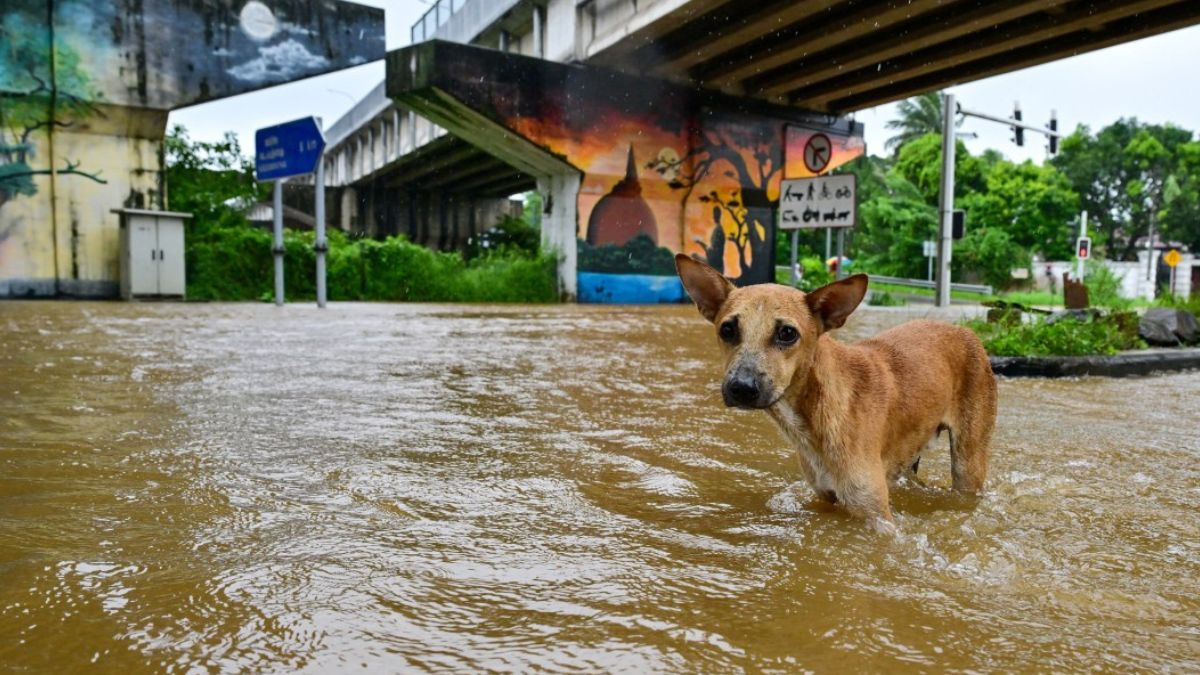 Cyclone Ditwah: Death toll rises to 123 in Sri Lanka as floods trigger mass evacuations, with 130 still missing Cyclone Ditwah: Death toll rises to 123 in Sri Lanka as floods trigger mass evacuations, with 130 still missing
