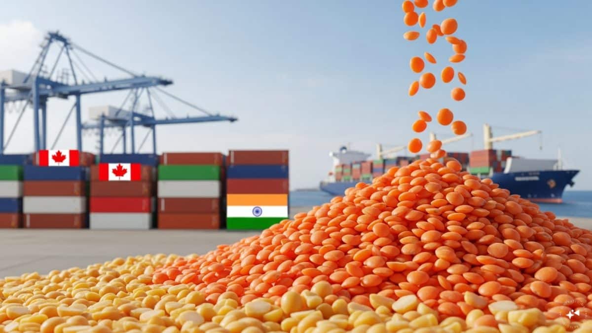 India may guarantee long-term pulse purchases from Canada as tariffs threaten crop plans