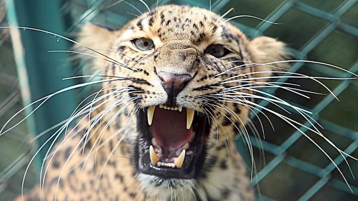 Russia to join India-led International Big Cat Alliance: What is this global grouping to protect 7 big cats? Russia to join India-led International Big Cat Alliance: What is this global grouping to protect 7 big cats?