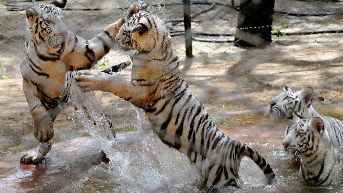 tiger