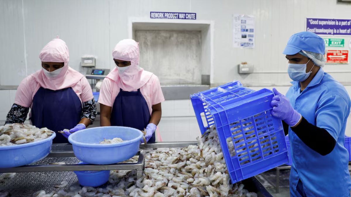 How Indian seafood exports turned the tide after US tariffs How Indian seafood exports turned the tide after US tariffs