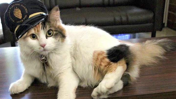 In Photos | Who was Nitama, feline stationmaster at Japan's Kishi station whose funeral brought out hundreds?