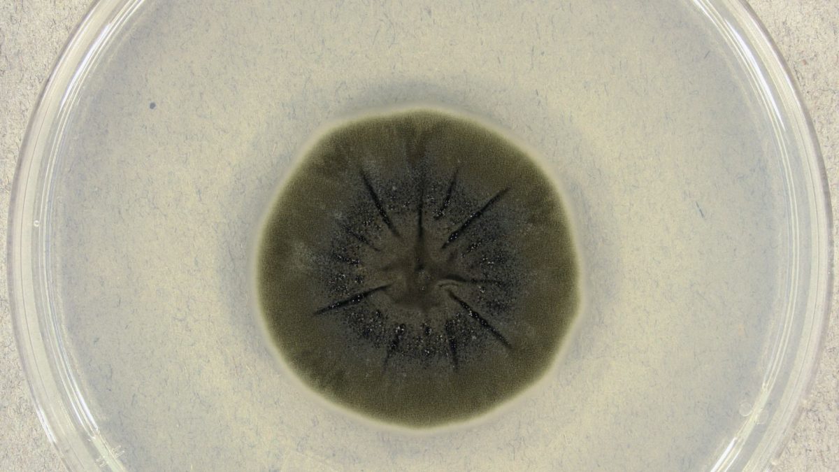 Chernobyl’s ruins, where no species dared to survive, are now home to strange radiation-powered fungi Chernobyl’s ruins, where no species dared to survive, are now home to strange radiation-powered fungi