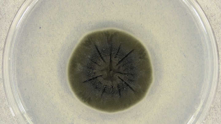 Chernobyl’s ruins, where no species dared to survive, are now home to strange radiation-powered fungi