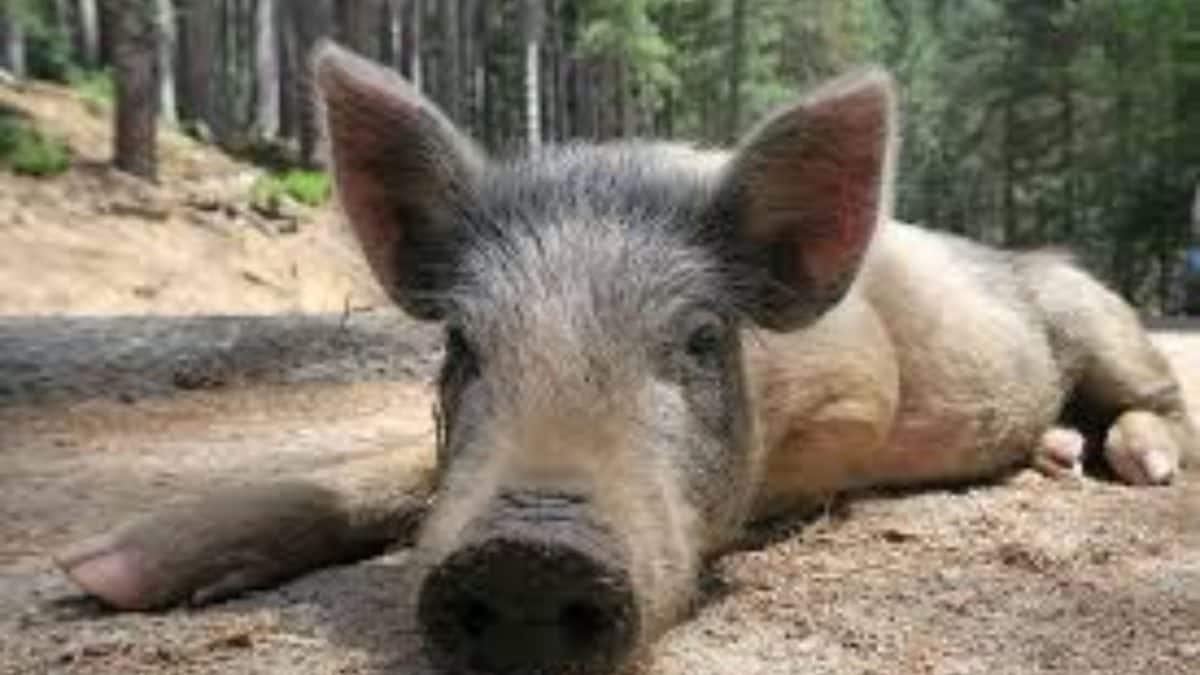 Why are wild pigs in California turning smurf-blue?