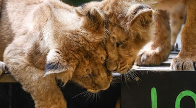Two Asiatic lion cubs play in their enclosure. Representational image. AFP
