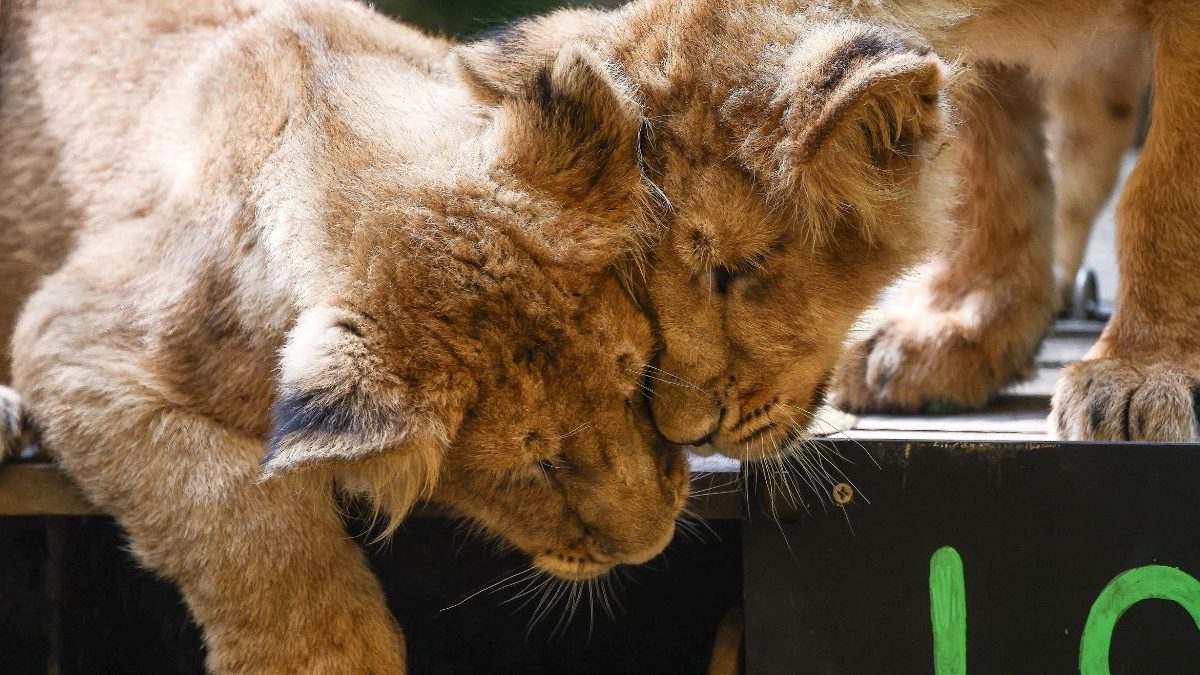 박걸(Gir Park)이 강력한 컴백을 축하하면서 아시아 사자들이 다시 번성하고 있습니다. 박걸(Gir Park)이 강력한 컴백을 축하하면서 아시아 사자들이 다시 번성하고 있습니다.