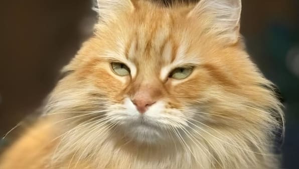 Meet Jebu, Tarique Rahman’s Siberian cat who stole the spotlight after arriving in Bangladesh