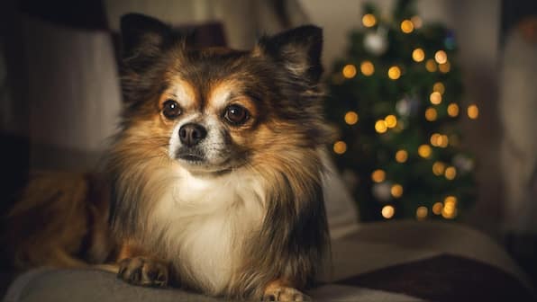 Santa’s four-legged helpers: How dogs can improve your Christmas cheer