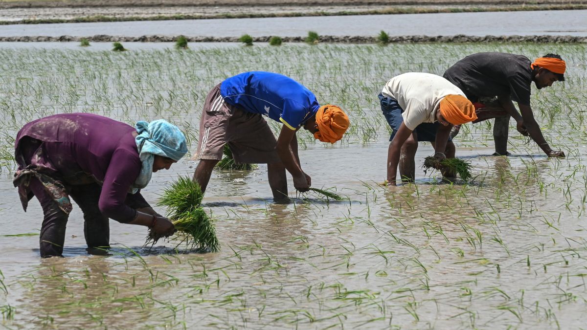 People plant rice saplings at a water-logged rice field on the outskirts of Amritsar. Trump is now threatening to impose more tariffs on India over claims of it rice dumping in the US. File image/AFP People plant rice saplings at a water-logged rice field on the outskirts of Amritsar. Trump is now threatening to impose more tariffs on India over claims of it rice dumping in the US. File image/AFP