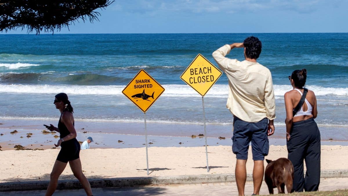 4 shark attacks in 2 days: How safe are Australia's beaches?