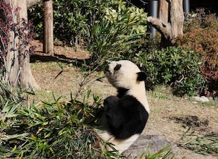 Four-year-old giant panda Xiao Xiao eats bamboo at Ueno Zoo in Tokyo, Japan. Reuters