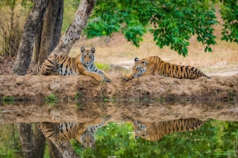 Explore India's Top Wildlife Sanctuaries: A Journey Through Diverse Ecosystems