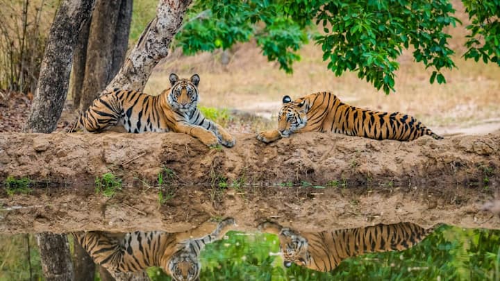 Inside India’s most wildlife-rich national parks right now