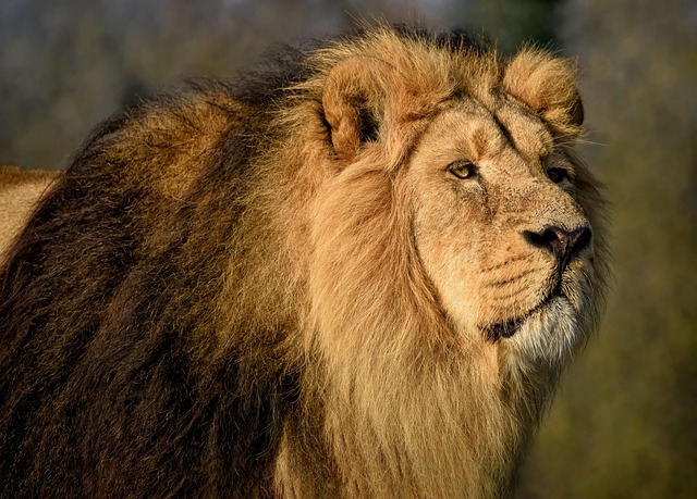 Asiatic Lion. Image Courtesy/ Pexels