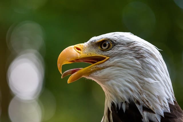 Bald Eagle. Image Courtesy: Pexels