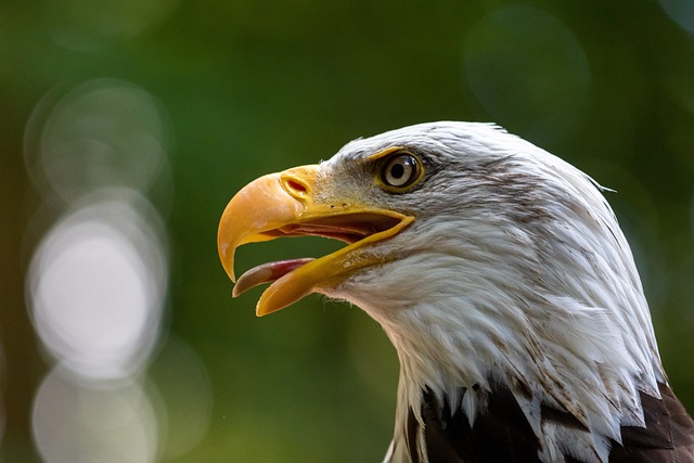 Bald Eagle. Image Courtesy: Pexels