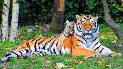 The Royal Bengal Tiger. Image Credits/ Pexels