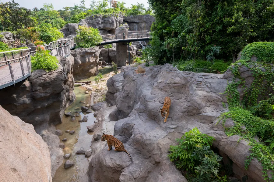 Rainforest Wild Asia