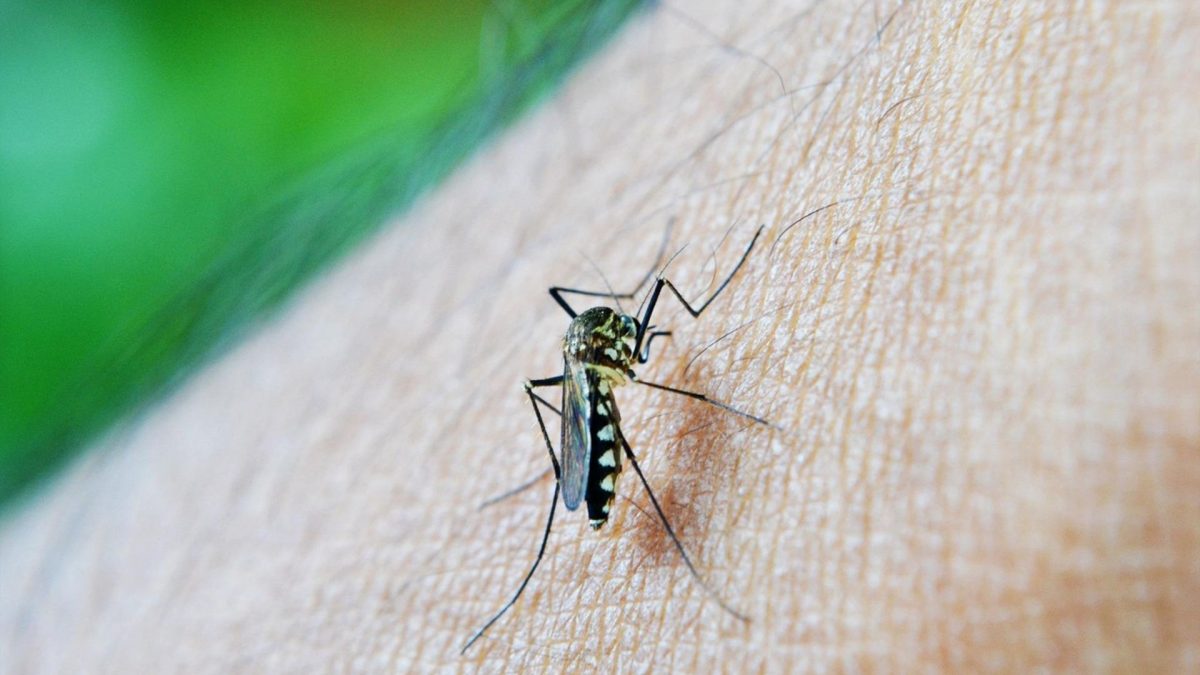 After 17 years of research, India’s homegrown dengue vaccine reaches final trials After 17 years of research, India’s homegrown dengue vaccine reaches final trials