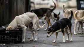 Are dogs being massacred in India's cyber city Hyderabad? Police probe mass canine deaths