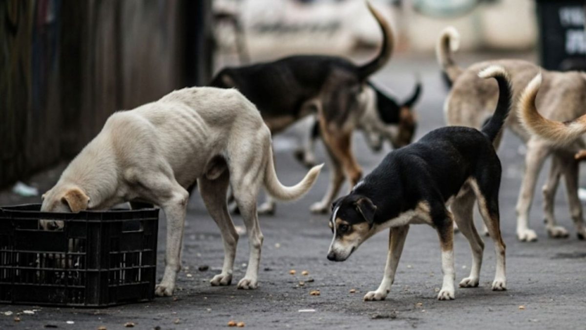 Are dogs being massacred in India's cyber city Hyderabad? Police probe mass canine deaths Are dogs being massacred in India's cyber city Hyderabad? Police probe mass canine deaths