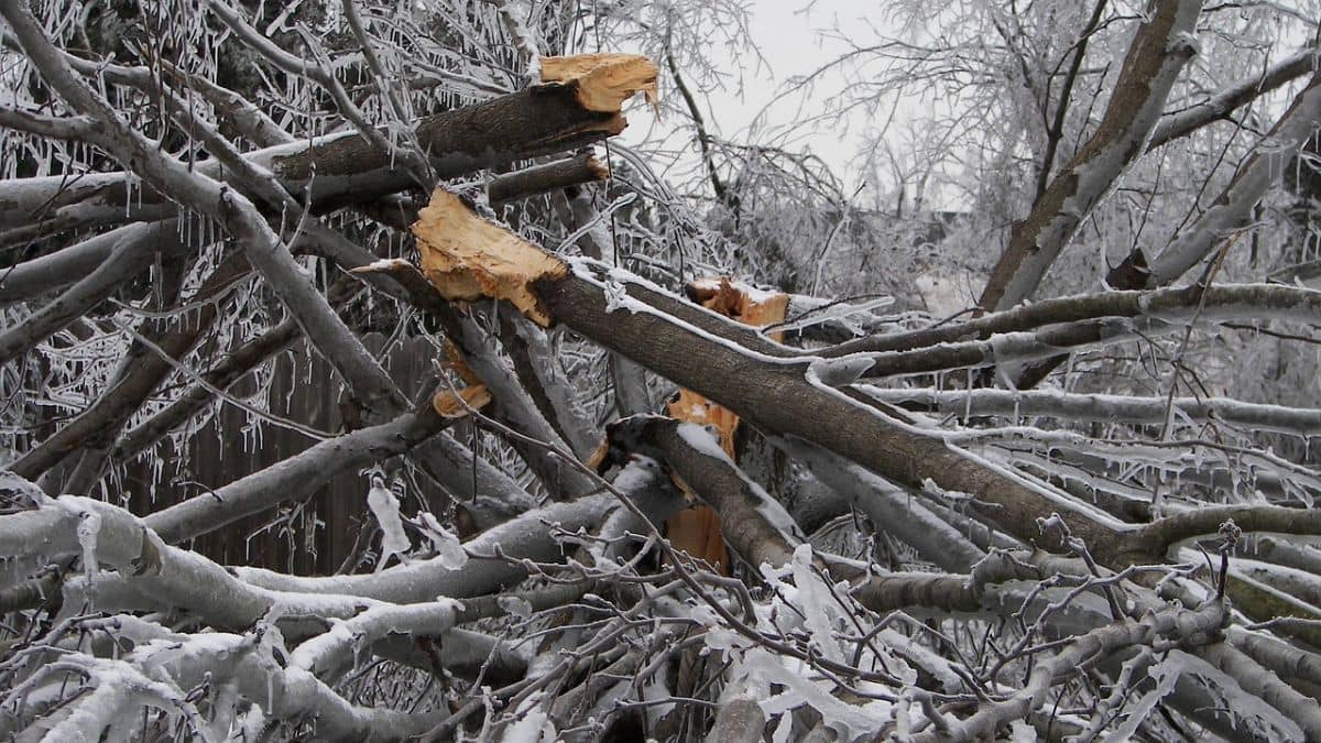Is extreme cold causing trees to explode in the US?