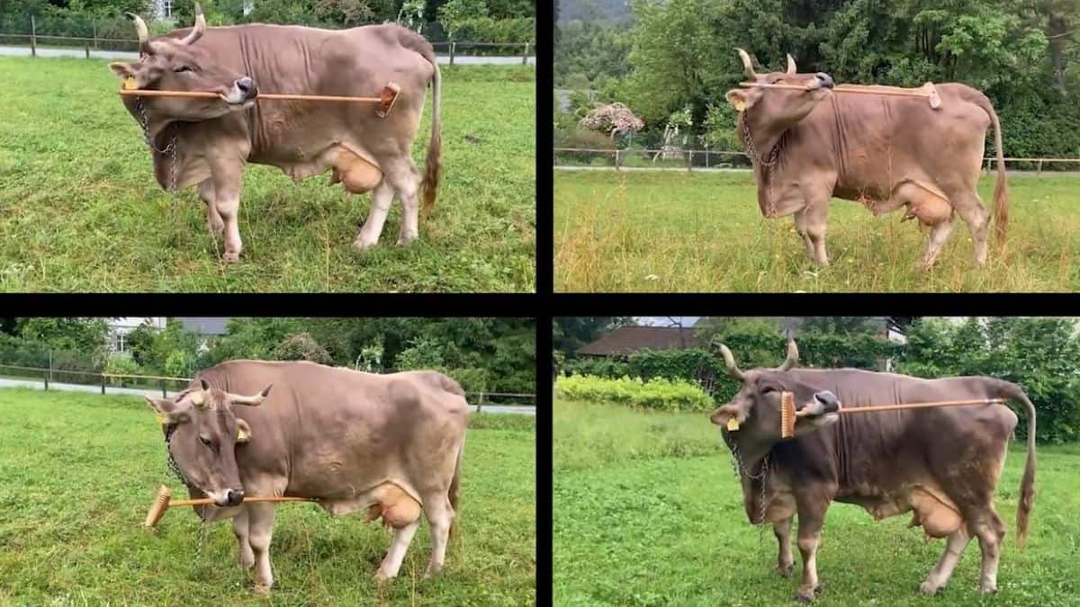 How smart are cows? Veronika, a broom-using bovine, shocks scientists