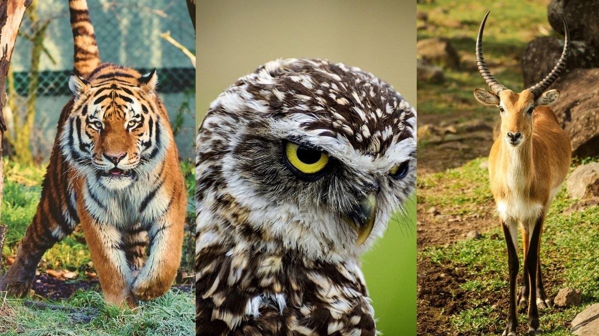 Explore the world’s most incredible wildlife destinations! These countries famous for wildlife offer unforgettable encounters with lions, tigers, elephants, and more. Pexels Explore the world’s most incredible wildlife destinations! These countries famous for wildlife offer unforgettable encounters with lions, tigers, elephants, and more. Pexels
