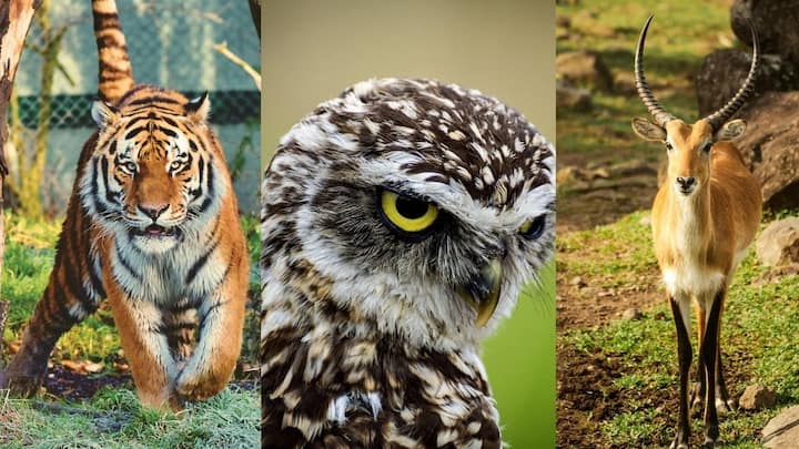 8 countries around the world most famous for their wildlife