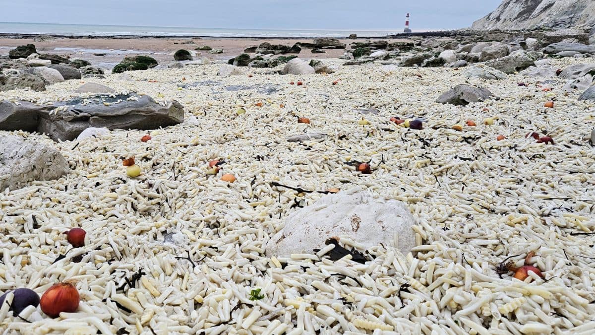 Chips, onions wash ashore on England’s coast. The science, explained