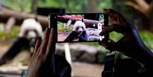 The last pandas (the male Xiao Xiao and female Lei Lei) living in Japan are returning to China. Reuters