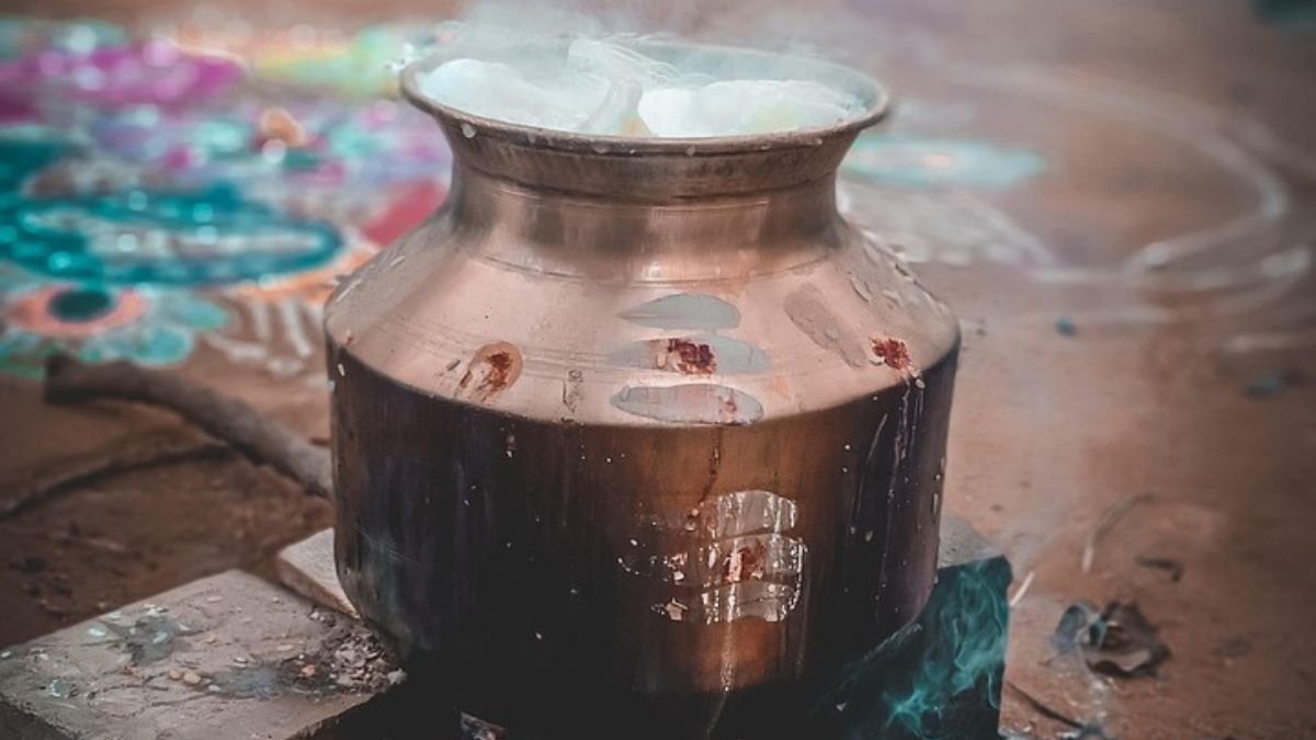 Pongal festival: A guide to Tamil Nadu's harvest celebration Pongal festival: A guide to Tamil Nadu's harvest celebration