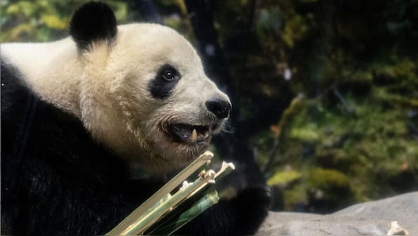 Tokyo bids farewell to last pandas as Lei Lei and Xiao Xiao return to China amid souring relations