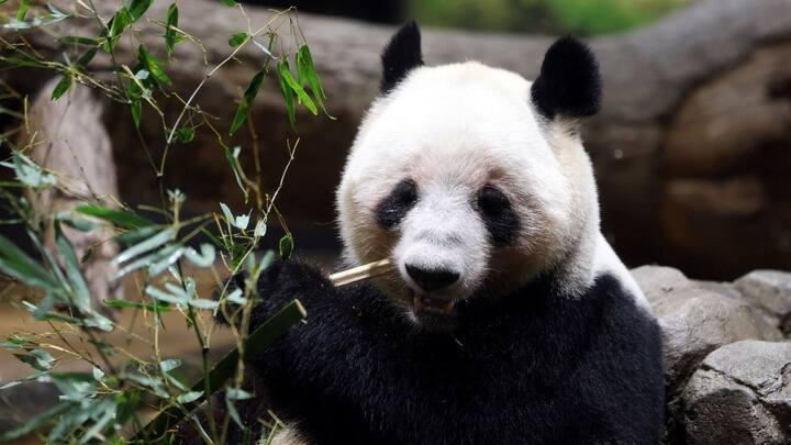 In pics: Japan bids an emotional farewell to giant pandas
