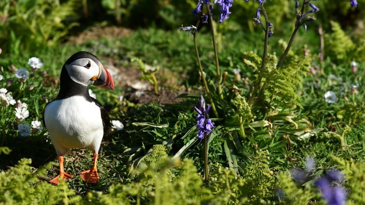 The Welsh island where you can live free if you count puffins