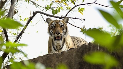 5 reasons why wildlife enthusiasts are heading to Ranthambore right now. Credits/Pixabay