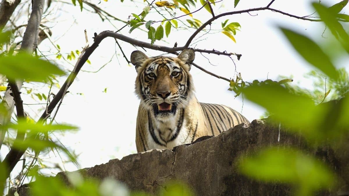 5 reasons why wildlife enthusiasts are heading to Ranthambore right now