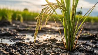 The local restrictions come against the backdrop of India’s position as the world’s leading rice exporter, dominating both basmati and non-basmati categories.