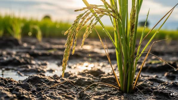 A real food for thought: Is India's booming rice export guzzling its groundwater too?