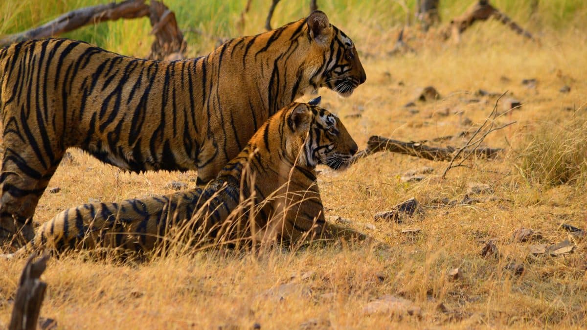 Union Budget 2026: India to host first-ever Big Cat Summit this year, FM Sitharaman announces in Parliament speech