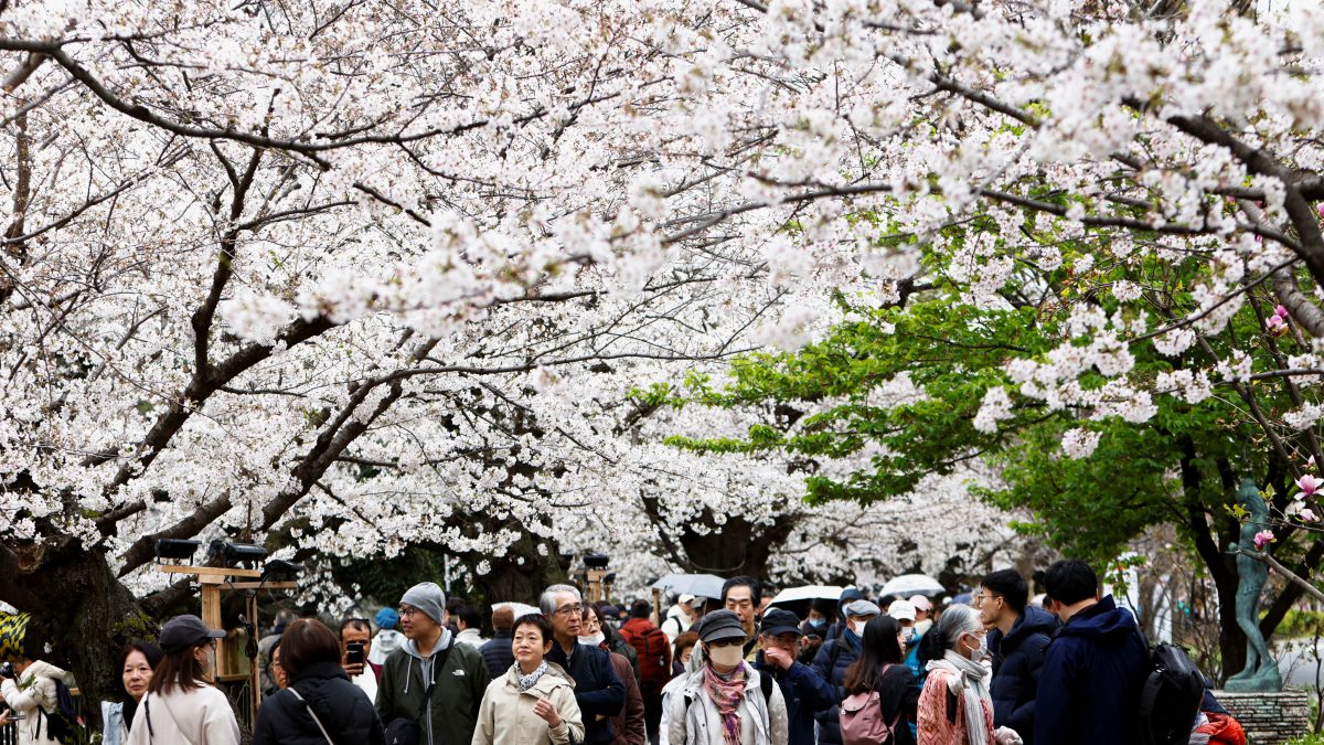 Why a Japanese town has cancelled the cherry blossom festival Why a Japanese town has cancelled the cherry blossom festival