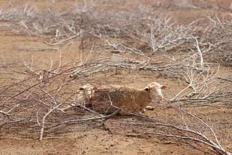 Sheep rest on a dry piece of land on Ilse and Christian Pienaar's farm near Mossel Bay, during a severe drought in parts of the Western Cape, South Africa. File image/Reuters