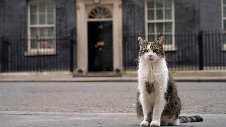 As UK gets 7th prime minister in 10 years, 10 Downing Street has a more permanent resident — Larry the Cat As UK gets 7th prime minister in 10 years, 10 Downing Street has a more permanent resident — Larry the Cat