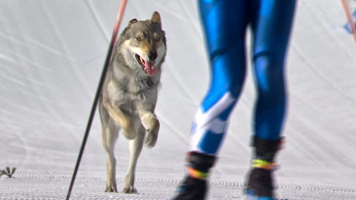 Husky steals the show after gate crashing team cross-country event at Winter Olympics 2026 |  Watch Video