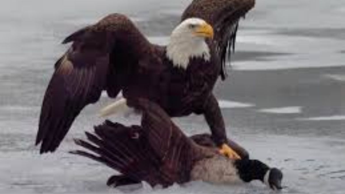 Digital diplomacy or sporting banter? After US hockey win, White House posts eagle towering over Canadian goose Digital diplomacy or sporting banter? After US hockey win, White House posts eagle towering over Canadian goose